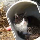 Babykätzchen sucht Kuschelplatz