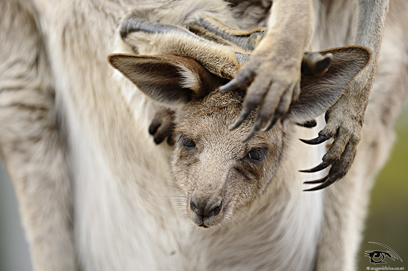 Babykangaroo