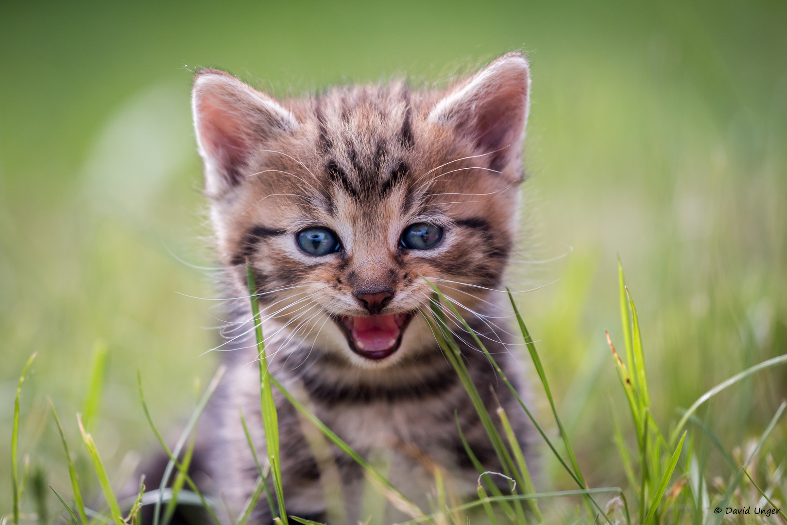 Babykatze Foto & Bild | gras, natur, katze Bilder auf ...