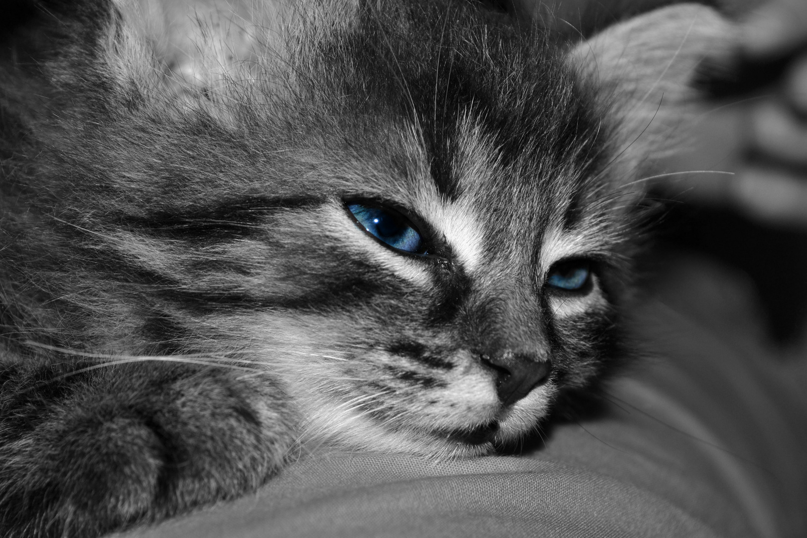 Babykatze :) Foto & Bild | tiere, haustiere, katzen Bilder auf