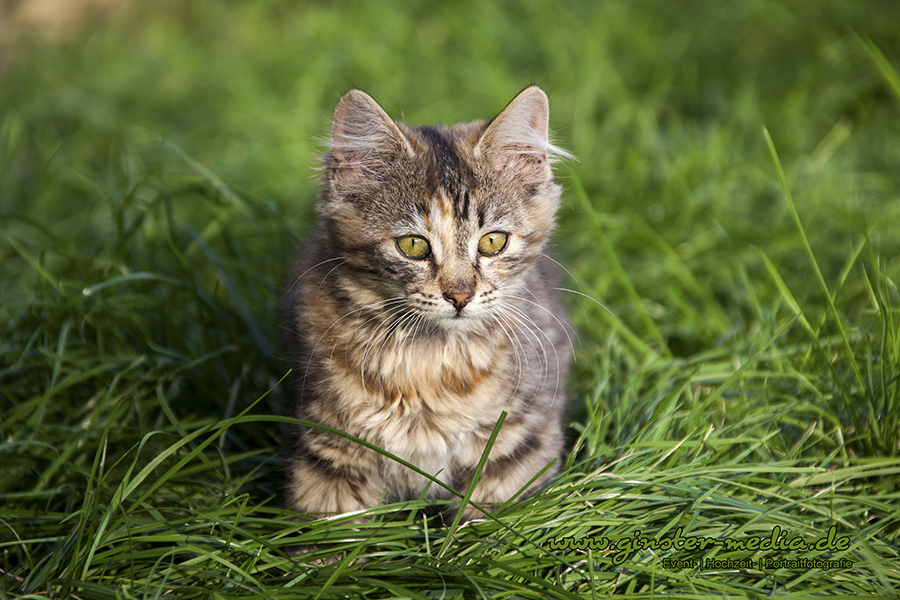 Babykatze im Allgäu