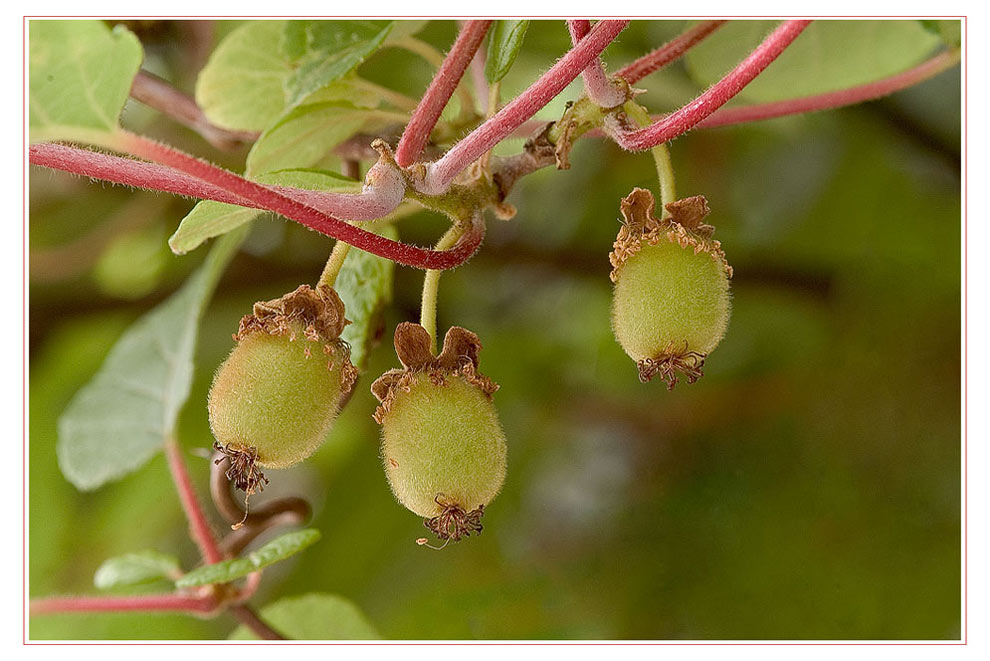 Babykiwis