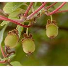 Babykiwis