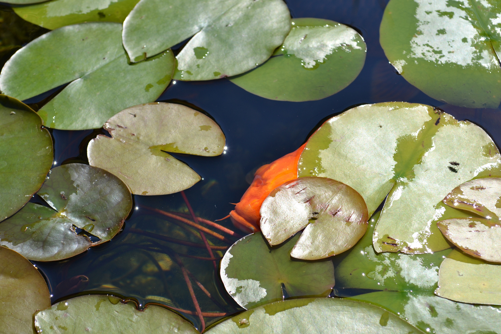 Babykoi versteckt sich