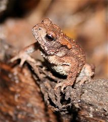 Babykröte im Wald