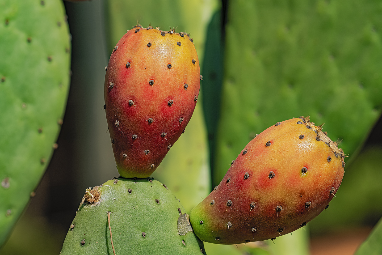 Babylonstoren