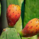 Babylonstoren