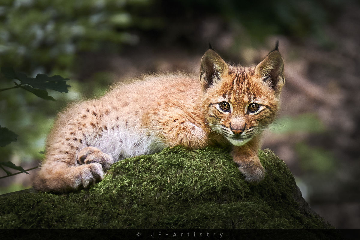 Babyluchs auf moosbewachsenen Stein