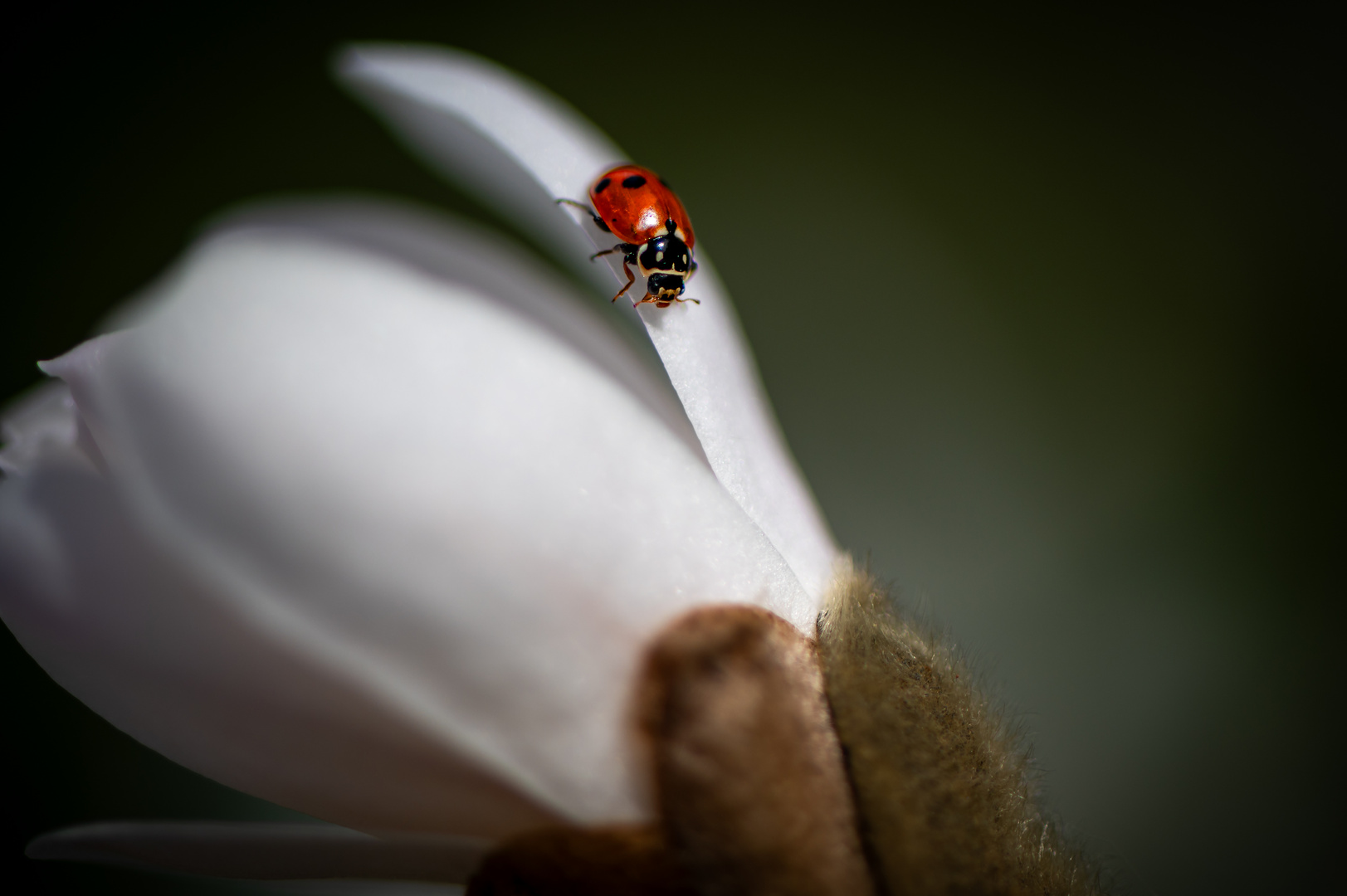 Babymarienkäfer auf Magnolie