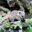 Babynasenbär im Augsburger Zoo