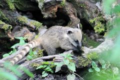 Babynasenbär im Augsburger Zoo