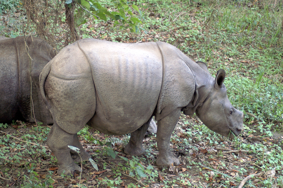 Babynashorn