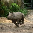 Babynashorn