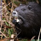 Babynutria.....