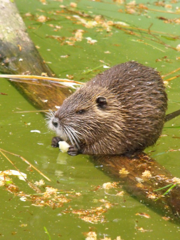 Babynutria