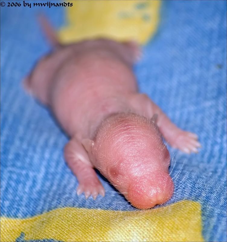 Babyratte