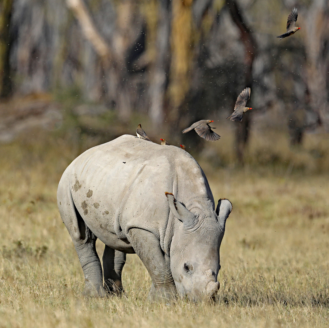 Babyrhino with friends