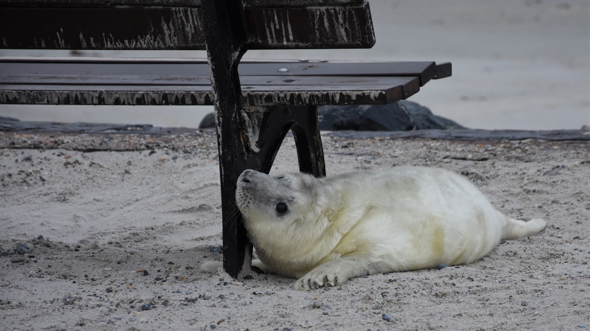 Babyrobbe Helgoland