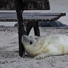 Babyrobbe Helgoland