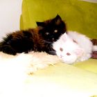 Babys =) Caruso & Calypso