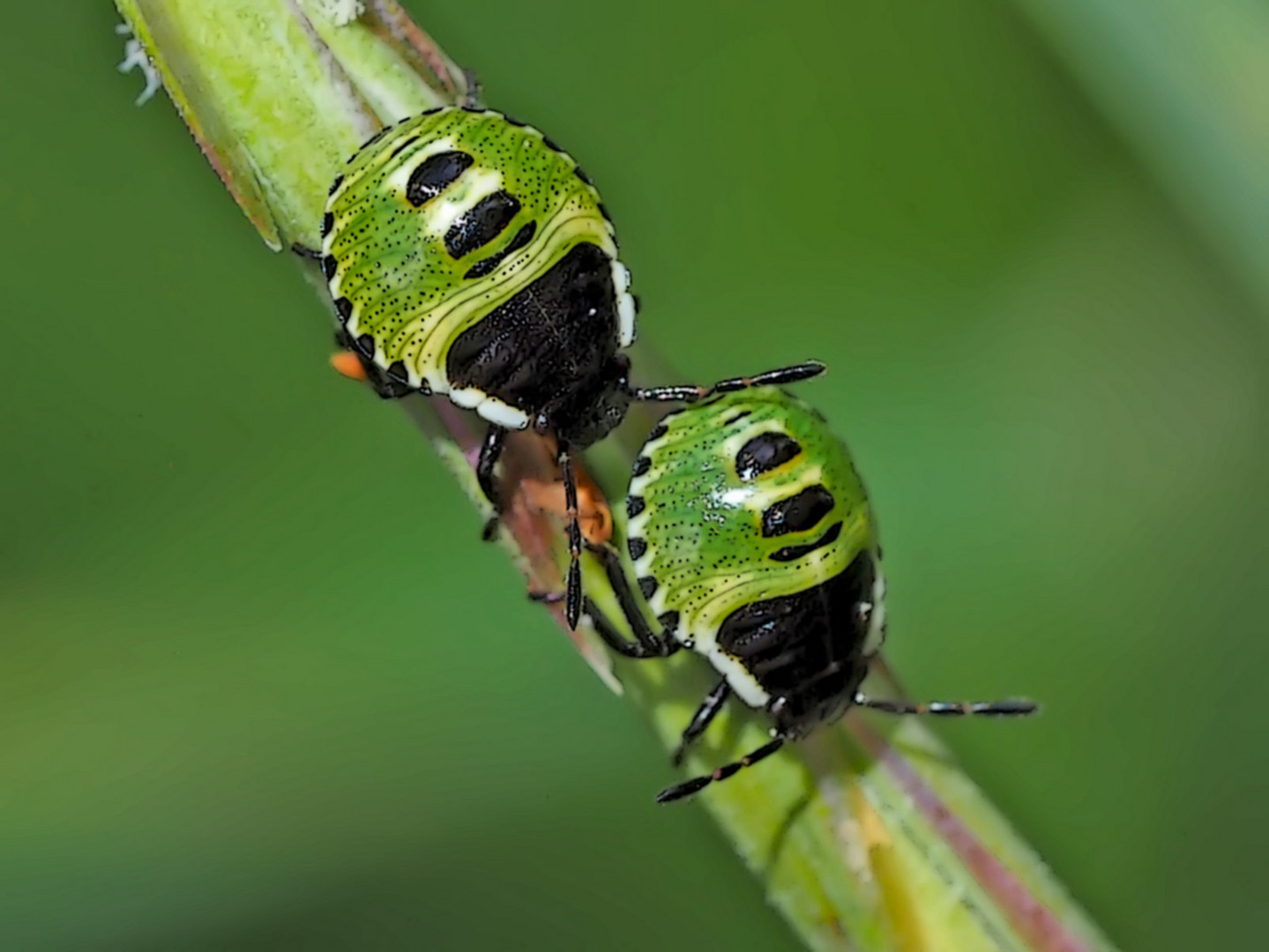 Babys der Grünen Stinkwanze (Palomena prasina) 