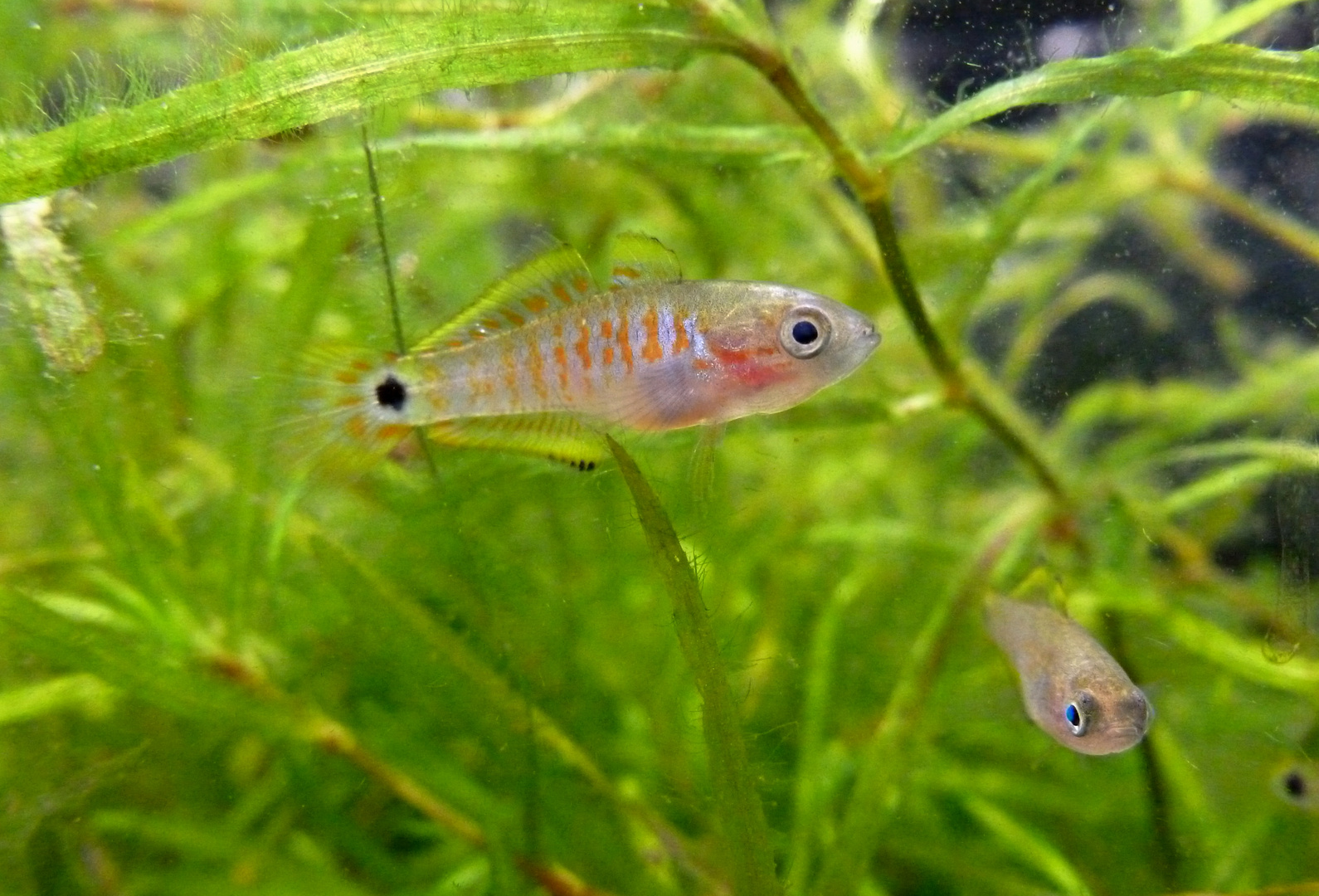 Babys der Pastellgrundel (Tateurndina ocellicauda)