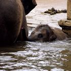 Baby´s erste Schwimmstunde