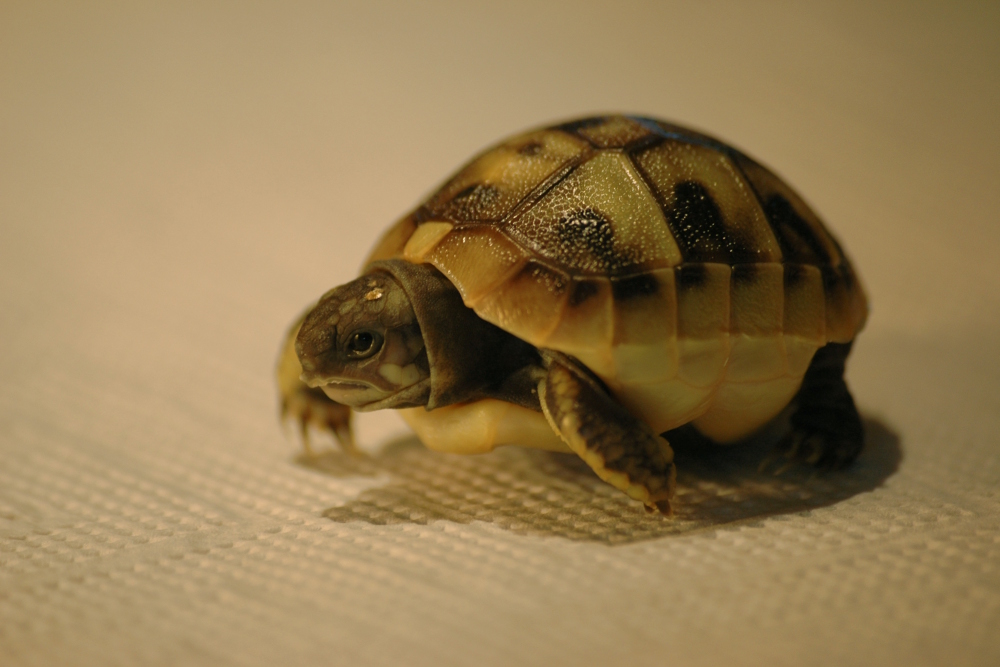 Babyschildkröte auf Entdeckungstour