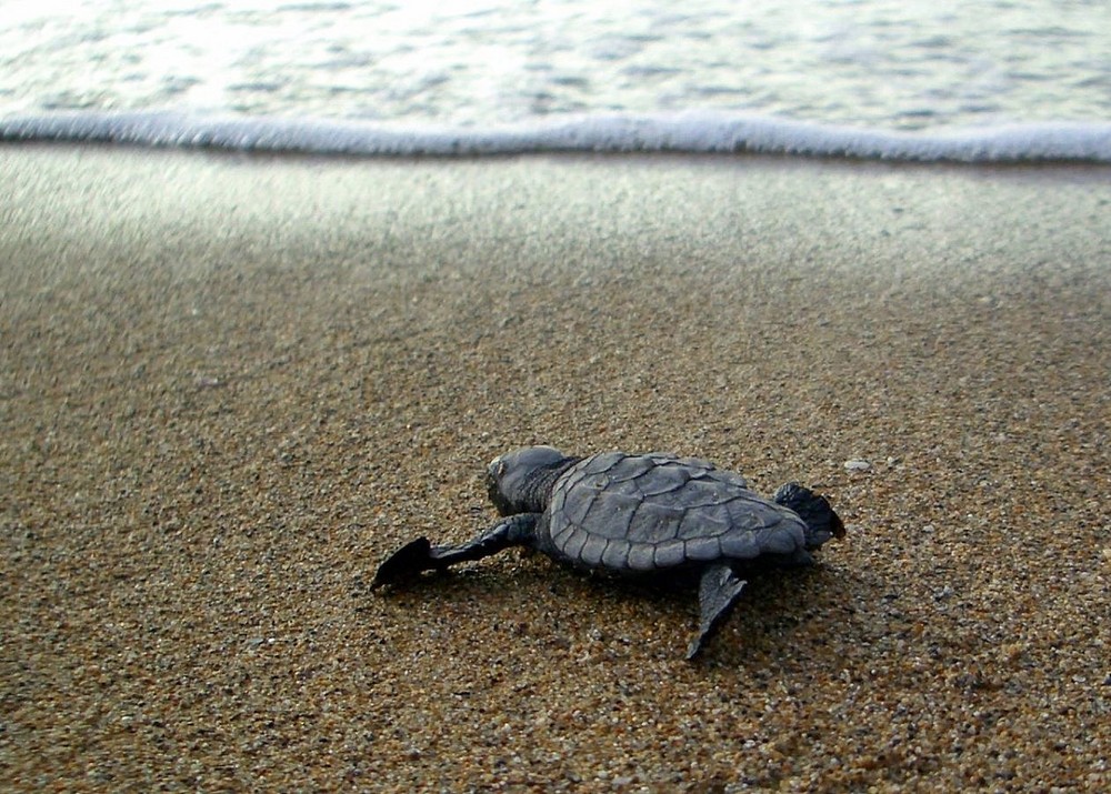 babyschildkröte auf ihrem weg ...