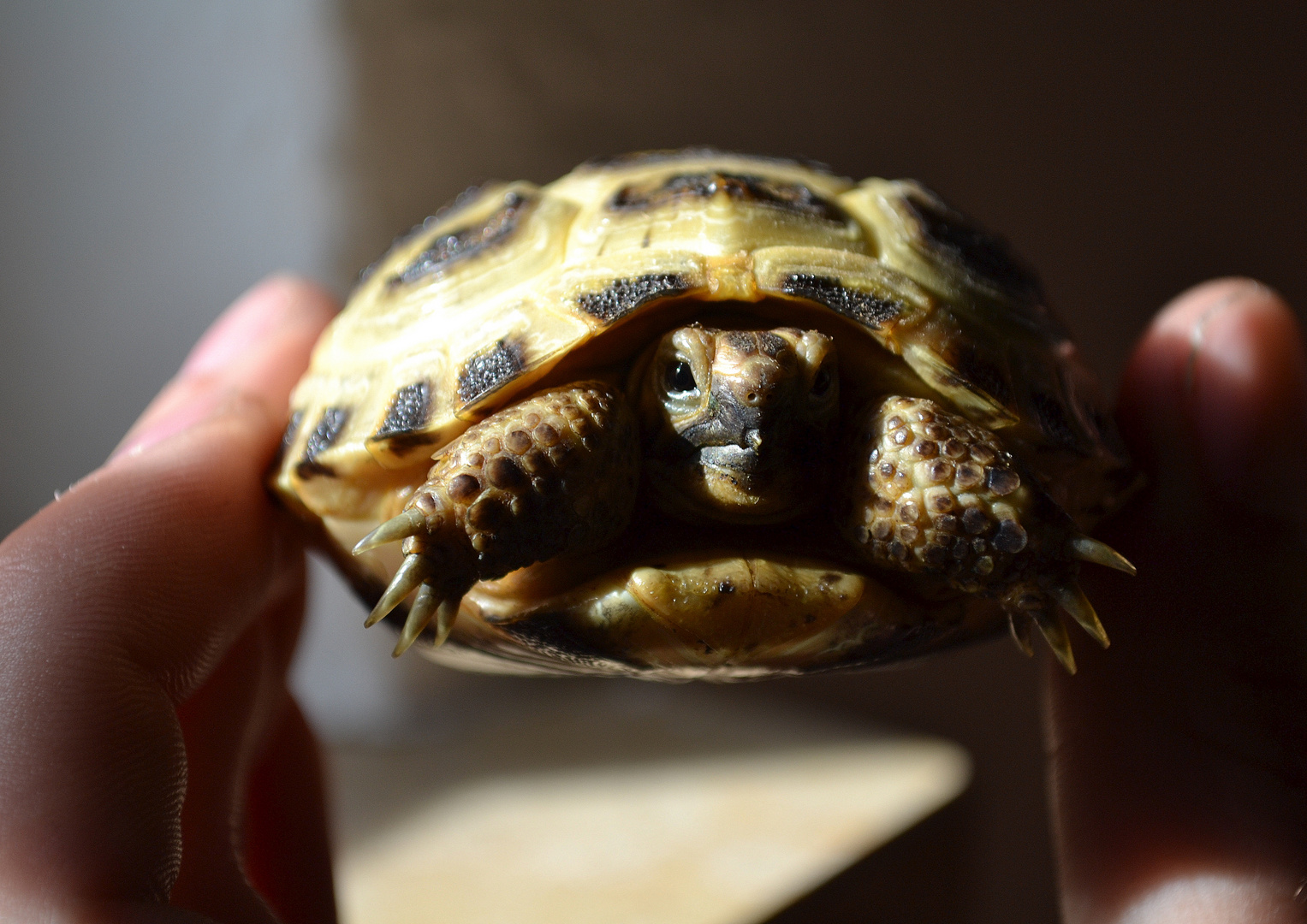 Babyschildkröte