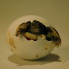 Babyschildkröte im Ei