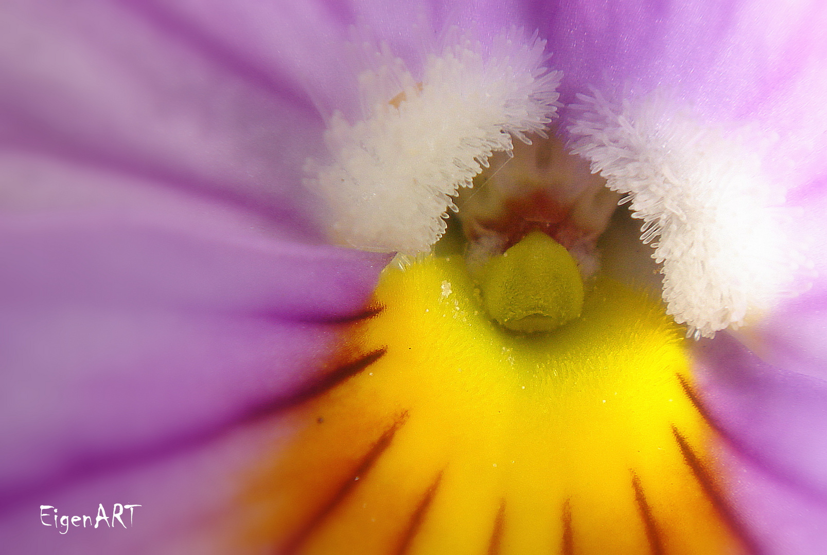 Babyschnabeltierblüte...