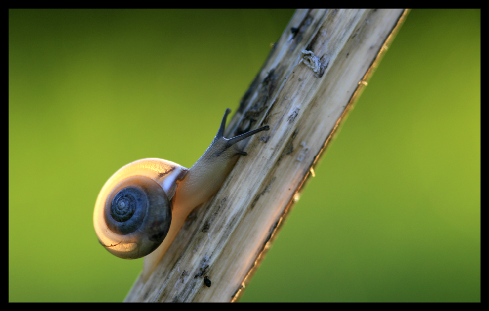 Babyschnecke