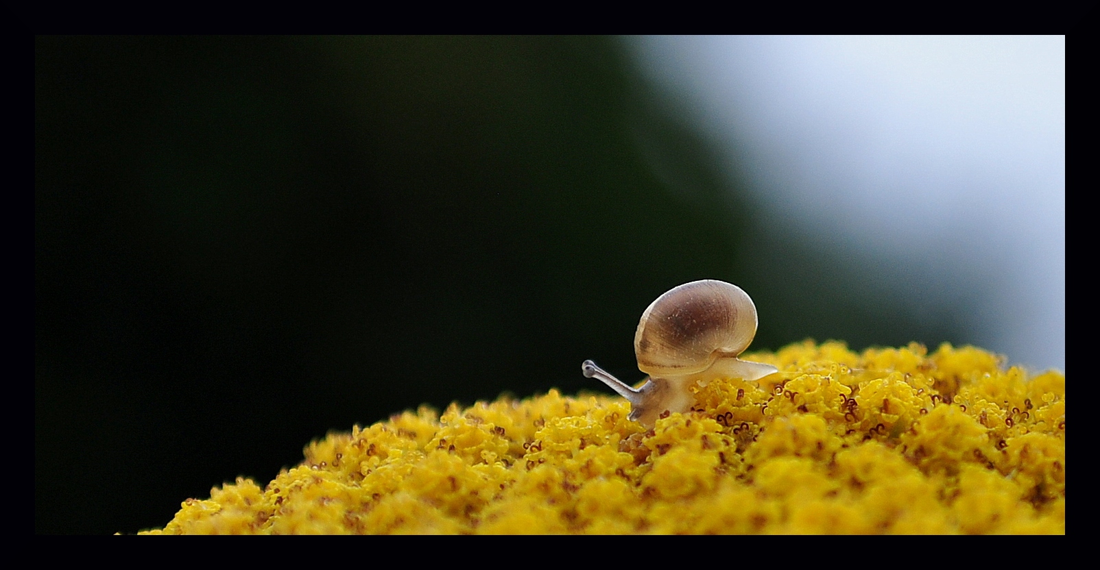 Babyschnecke