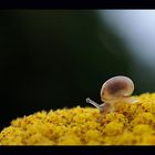 Babyschnecke