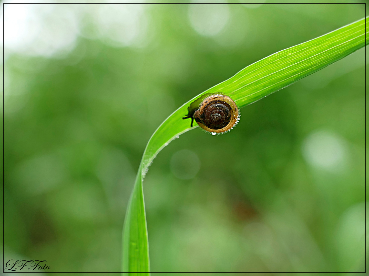 Babyschnecke