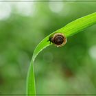 Babyschnecke