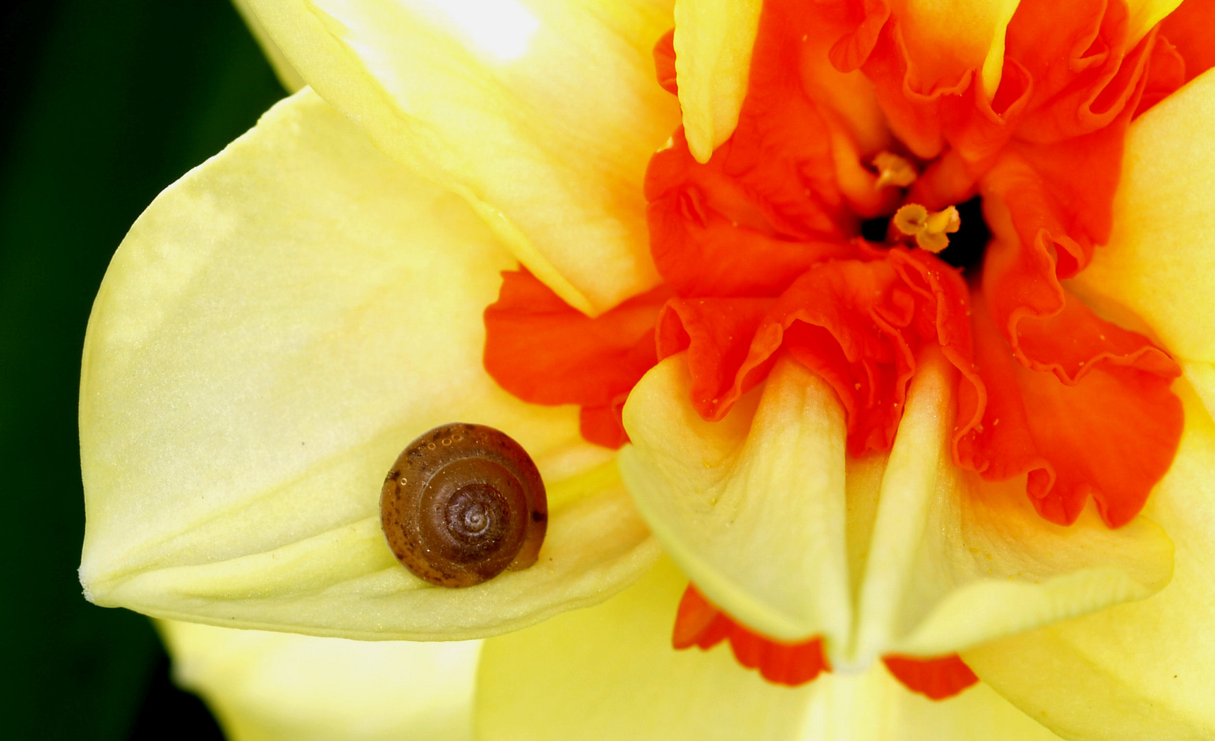 Babyschnecke