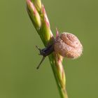 Babyschnecke