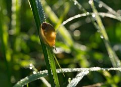 babyschnecke im durchlicht