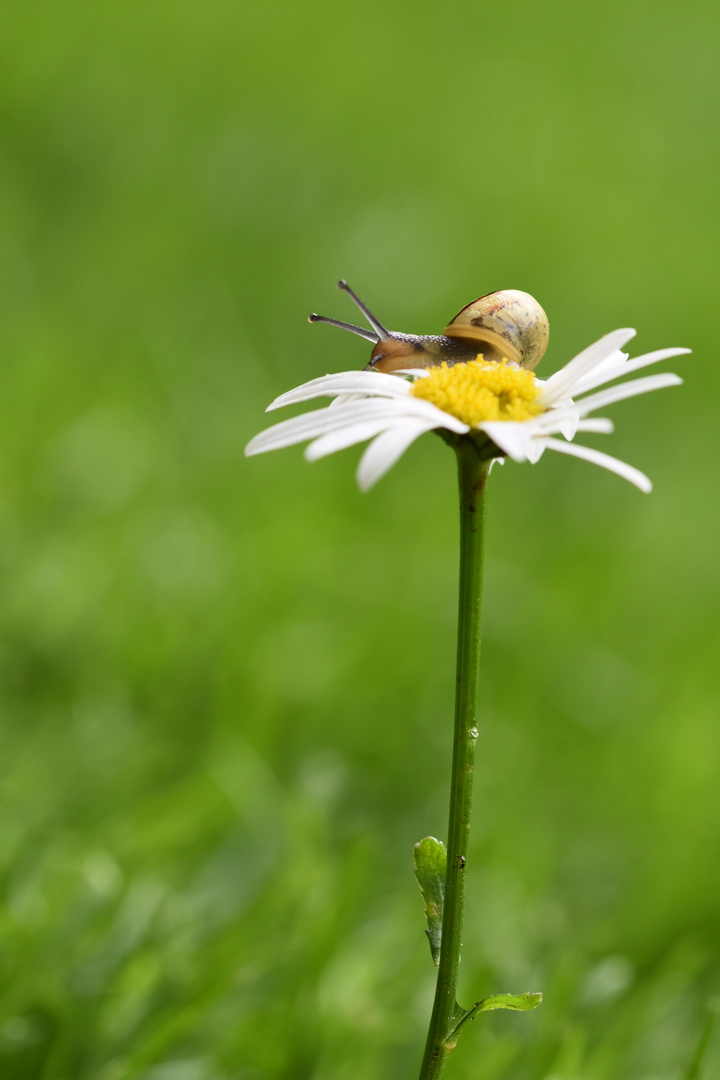 Babyschnecke im Kletterwald