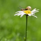 Babyschnecke im Kletterwald