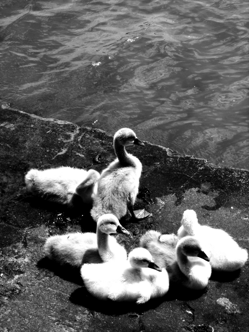 Babyschwäne am Strelasund