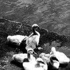 Babyschwäne am Strelasund