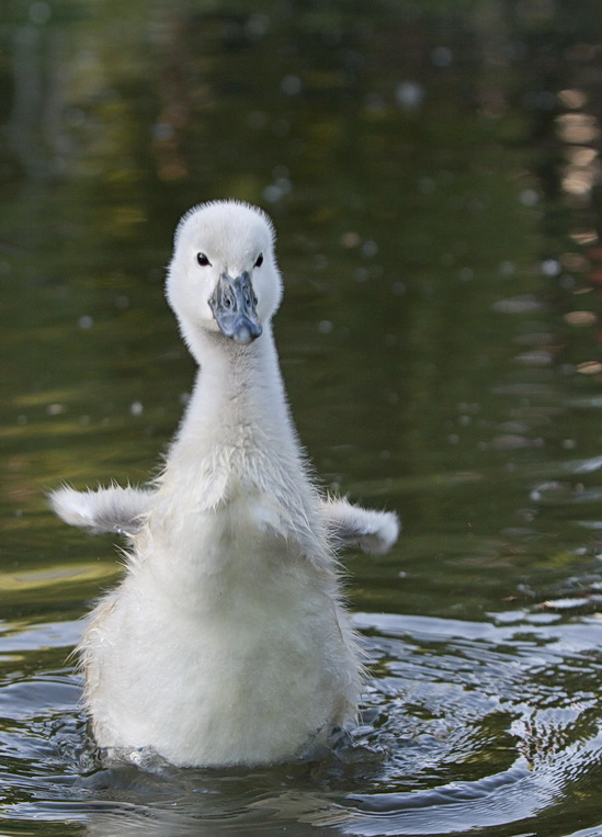 Babyschwan