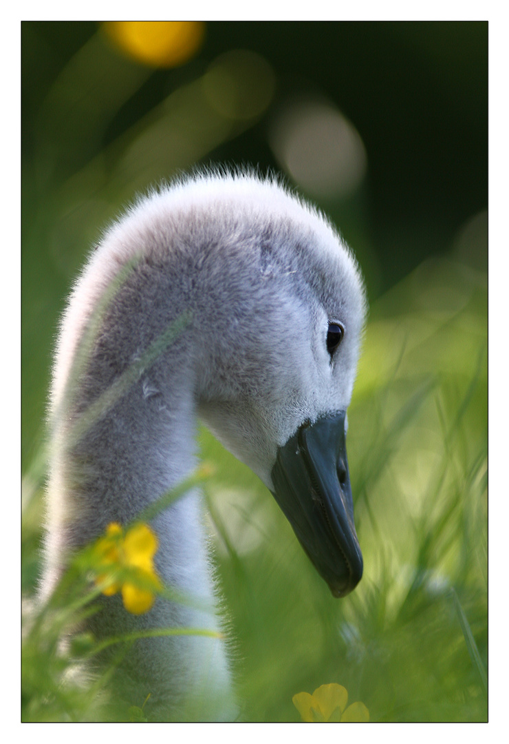 "Babyschwan"