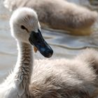 Babyschwan beim Essen