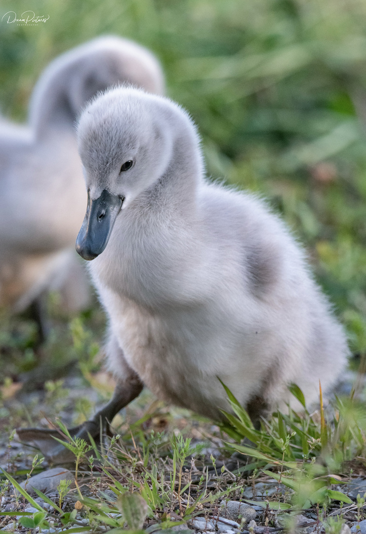 Babyschwan