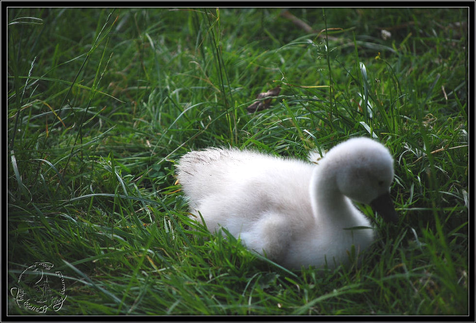 Babyschwan-Portrait