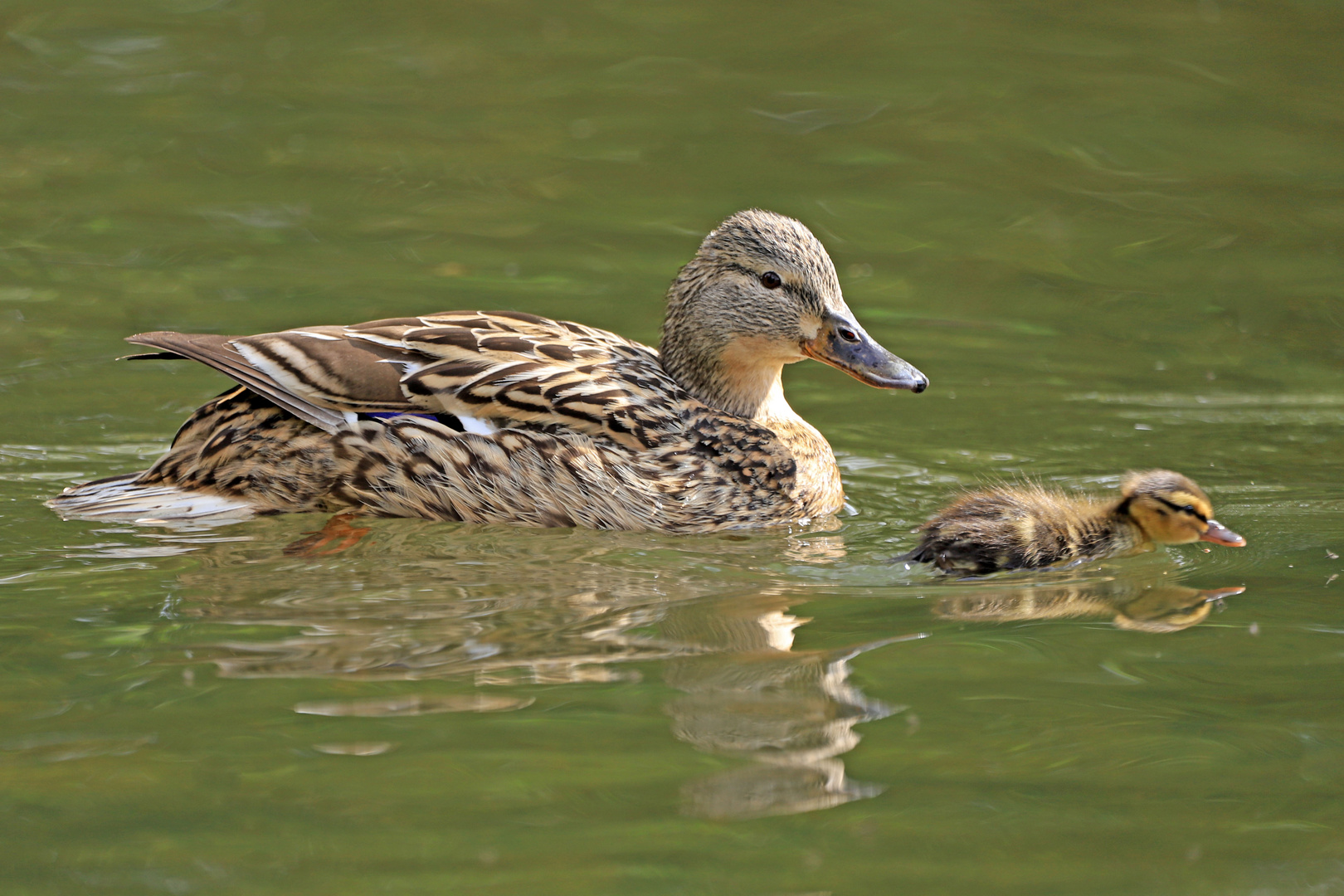 Babyschwimmen :)